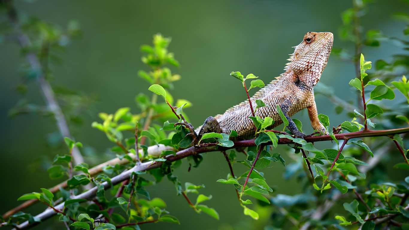 Bundala National Park