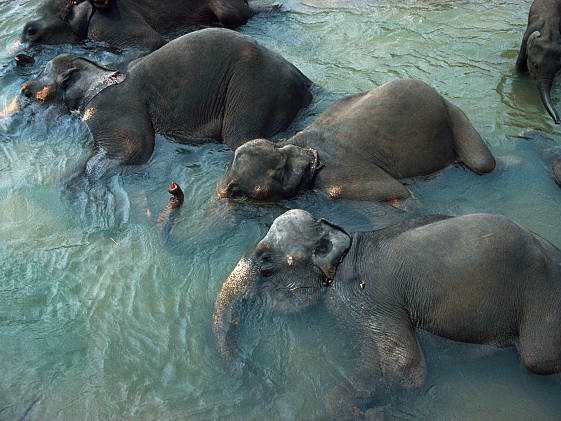 Elephants in National Park, Sri-Lanka