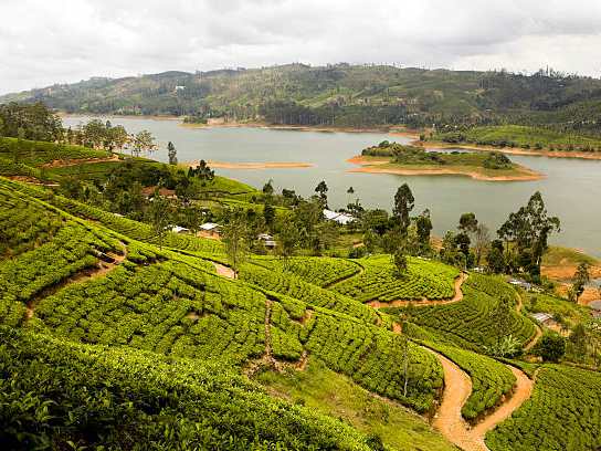 Day 6: Tea Plantation and Waterfalls in Nuwara Eliya 